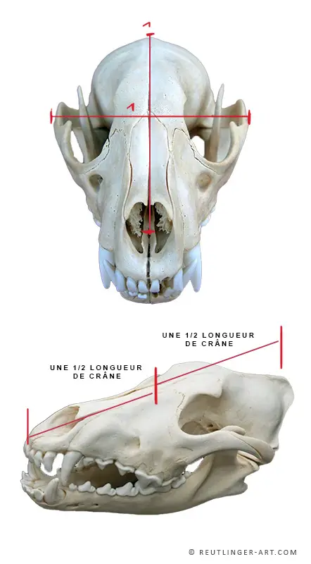 Anatomie De La T te De Loup Anatomie De La T te De Loup