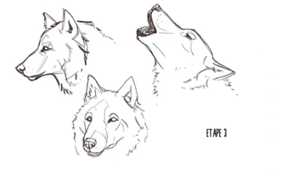 Comment dessiner la tête d’un loup