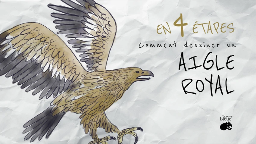 Comment dessiner un aigle royal en plein vol